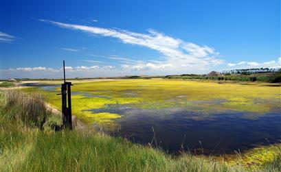 Pointe d'Arcay - ornithologie et biodiversité proche du camping les tulipes en vendée  - Camping les tulipes